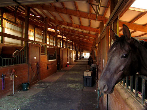 The barn aisle and box stalls