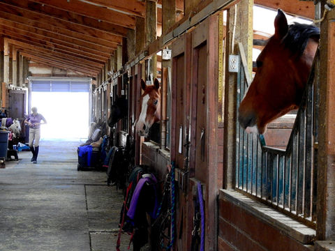 Horses looking out of their stalls down the barn aisle at Paradise Found Farm